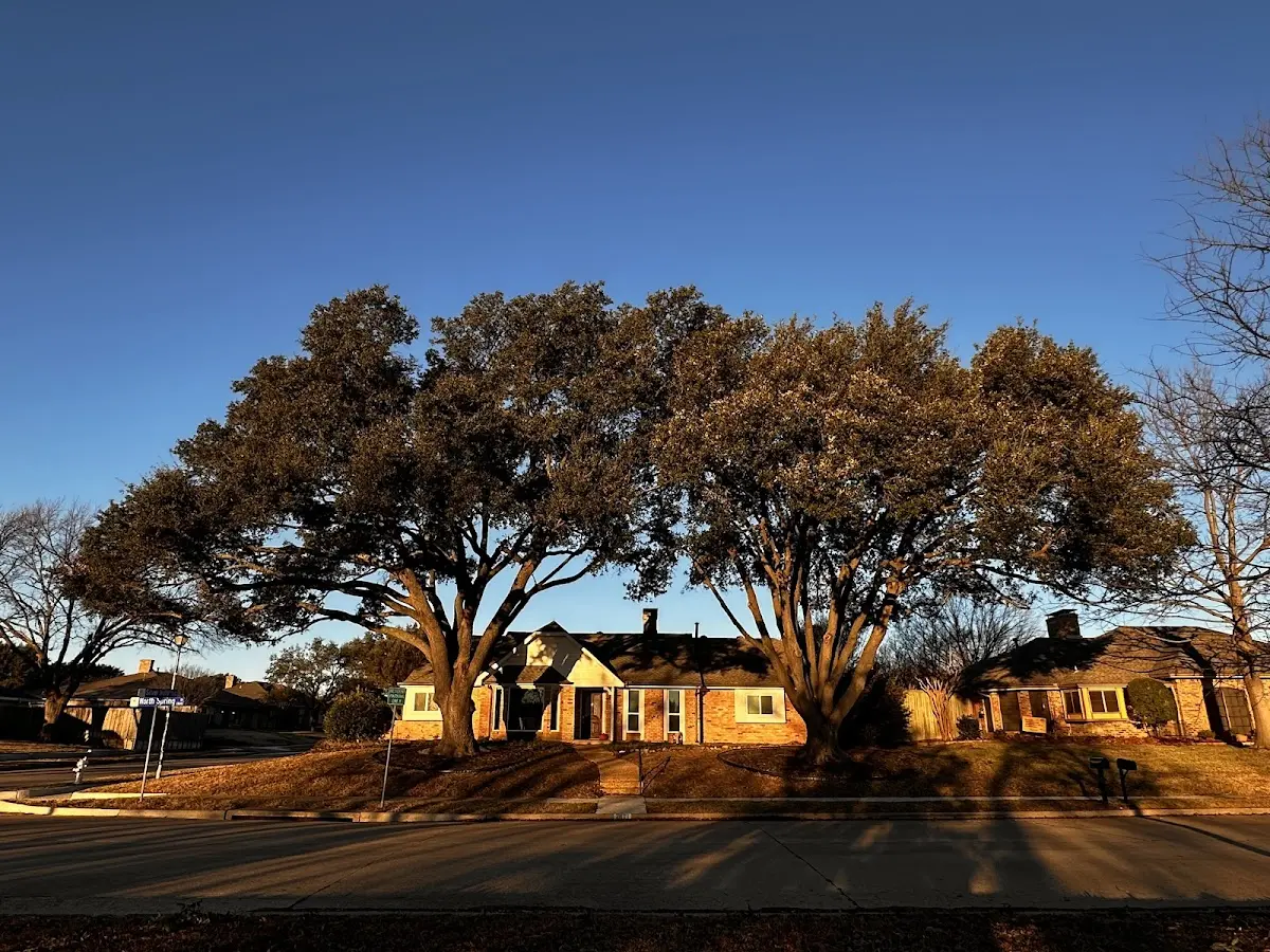 Established residential canopy tree shading a home in North Pitcher